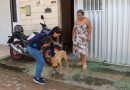 Prefeitura inicia Censo Canino e Felino de Parnamirim