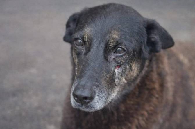 Polícia Civil de SC pede internação de adolescente por morte do cão Orelha