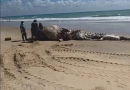 Baleia é encontrada morta na Via Costeira Baleia é encontrada morta na Via Costeira