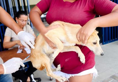 Parnamirim avança na proteção animal com mais de 6 mil pets vacinados contra a raiva